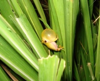 : Dendropsophus elianeae
