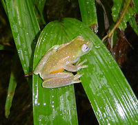 : Hyloscirtus phyllognathus