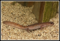 : Hynobius okiensis