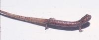 : Nototriton gamezi; Monteverde Moss Salamander