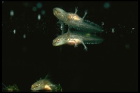 : Ommatotriton ophryticus; Banded Newt