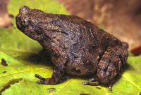 : Ophryophryne microstoma