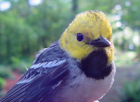 : Dendroica occidentalis; Hermit Warbler