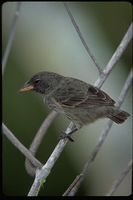 : Geospiza scandens ssp. intermedia; Galapagos Cactus Finch