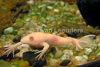 : Xenopus laevis; Common Plantanna