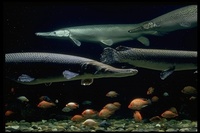 : Atractosteus spatula; Alligator Gars