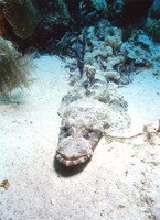 : Cymbocephalus beauforti; Crocodile Fish