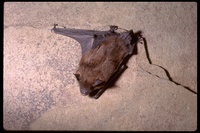 : Eptesicus fuscus; Big Brown Bats
