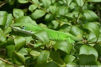 : Anolis carolinensis; Green Anole