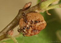 : Disholcaspis eldoradensis; Honey Dew Gall Wasp;