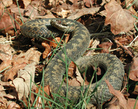 : Vipera berus; Common Viper