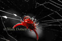 : Gasteracantha sp.; Spiny Orb-weaver