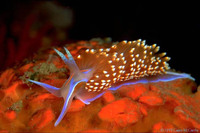 : Hermissenda crassicornis; Hermes' Nudibranch