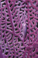 : Simnia acicularia; Purple Simnia Snail;