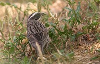 Radde's Accentor