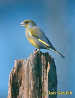 Photo of Carduelis chloris, Grünling (Grünfink), Greenfinch, zvonek zelený.