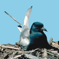 Black Tern (Chlidonias niger)