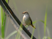 チョウセンウグイス Cettia canturians Manchurian Bush Warbler