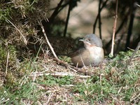 Subalpine Warbler