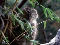 스텝지역고양이 Felis manul Pallas's Cat