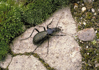 Carabus viridifossulatus