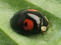 Harmonia axyridis var. conspicua