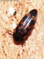 Orchesia undulata