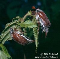 Melolontha melolontha - Common Cockchafer