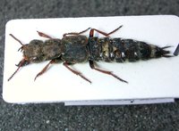 Ontholestes haroldi