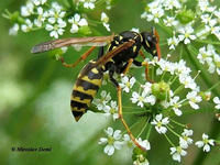 Polistes dominulus