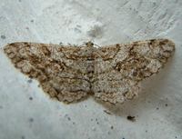 Alcis repandata - Mottled Beauty