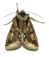 Allophyes oxyacanthae - Green-brindled Crescent
