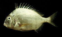 Calamus brachysomus, Pacific porgy: fisheries