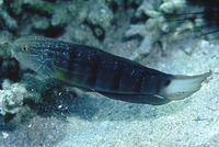 Amblygobius albimaculatus, Butterfly goby: aquarium