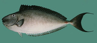 Naso fageni, Horseface unicornfish: fisheries