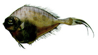 Grammicolepis brachiusculus, Thorny tinselfish: