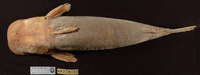 Atopochilus chabanaudi, :