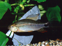 Crenuchus spilurus, Sailfin tetra: