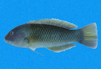 Halichoeres aestuaricola, Mangrove wrasse: