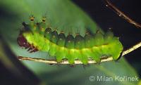 Actias selene - Indian Moon Moth