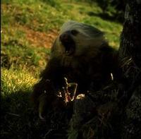 Image of: Choloepus hoffmanni (Hoffmann's two-toed sloth)