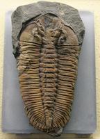 Eudolatites angelini