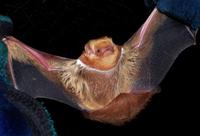 Image of: Lasiurus borealis (red bat)