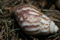 Achatina fulica - African Land Snail