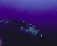 Image of: Pseudorca crassidens (false killer whale)