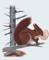 Image of: Sciurus vulgaris (Eurasian red squirrel)