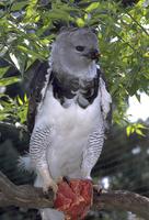 Harpia harpyja - American Harpy Eagle