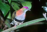 Ptilinopus superbus - Superb Fruit-Dove