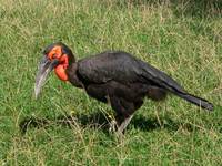 Bucorvus leadbeateri - Southern Ground Hornbill