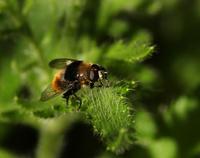 Image of: Merodon equestris (narcissus bulb fly)